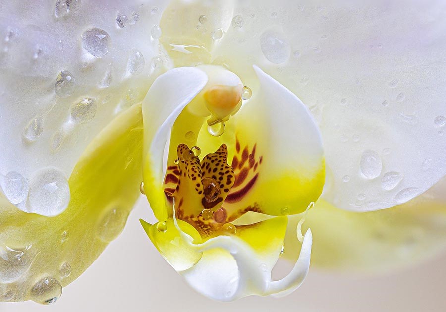 Cura dell'orchidea Tutto quello che devi sapere Acquatravel shop